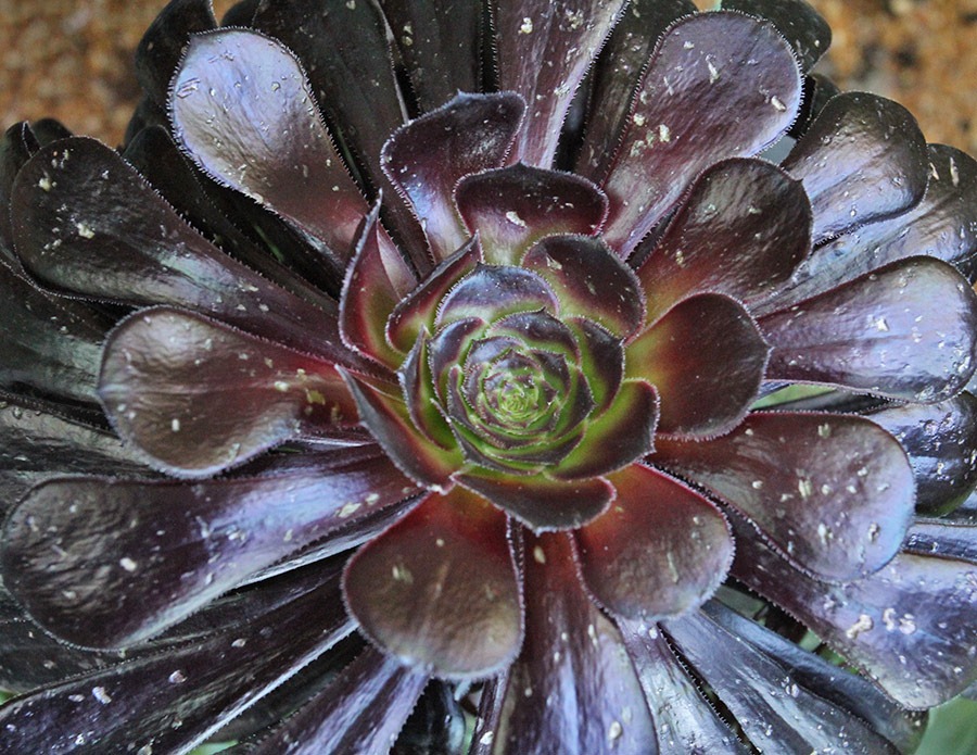 [110519_hail_damage_aeonium_zwartkop_01[3].jpg]