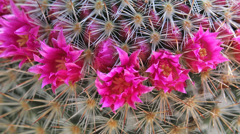 [110509_Mammillaria-spinosissima_04[1].jpg]