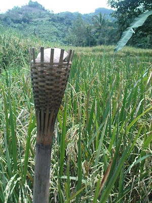 sawah siap panen..