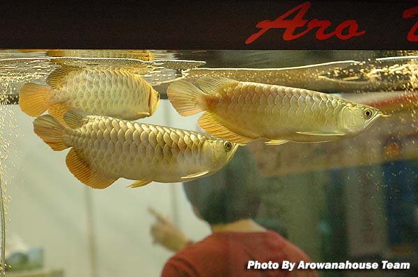 รูปภาพ ปลามังกร อโรวานา ใครขอบปลาสวยงาม ชนิดนี้มั่งเอ่ย