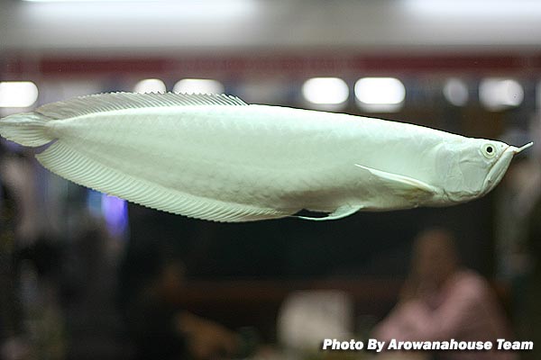 รูปภาพ ปลามังกร อโรวานา ใครขอบปลาสวยงาม ชนิดนี้มั่งเอ่ย