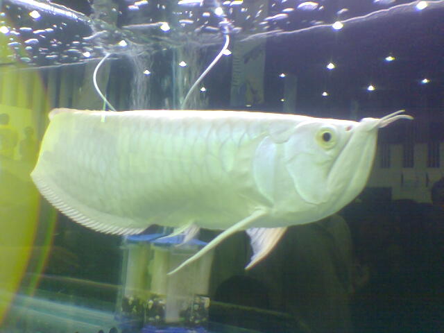 รูปภาพ ปลามังกร อโรวานา ใครขอบปลาสวยงาม ชนิดนี้มั่งเอ่ย