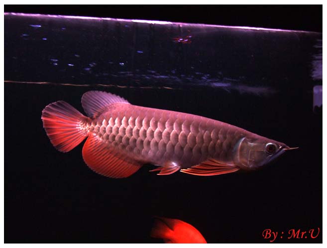 รูปภาพ ปลามังกร อโรวานา ใครขอบปลาสวยงาม ชนิดนี้มั่งเอ่ย