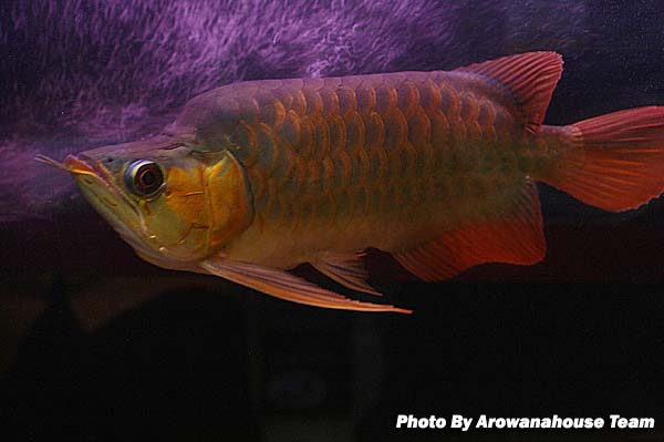 รูปภาพ ปลามังกร อโรวานา ใครขอบปลาสวยงาม ชนิดนี้มั่งเอ่ย