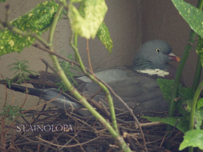 pigeon2