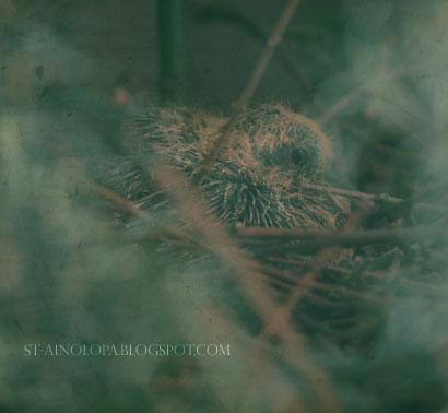 Baby Pigeon
