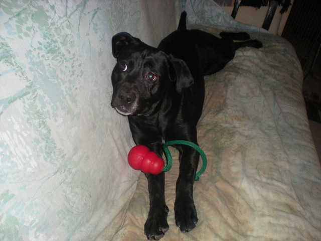 [dog pictures may 063[2].jpg]