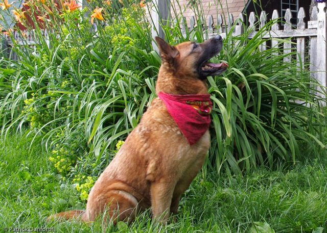 [July Dogs-6[2].jpg]