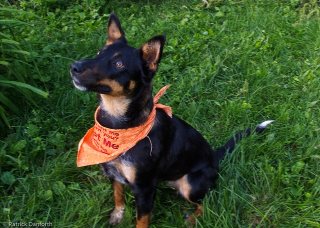 [July Dogs-14[2].jpg]