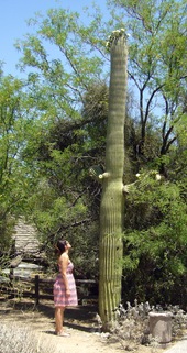 cactusstaredown