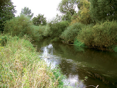obrazek drwęca