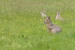 Mara's (Large South American Rodent -type Creatures) at Fota, an island animal preserve in Southern Ireland