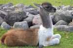 Fota, an island animal preserve in Southern Ireland