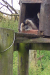 Fota, an island animal preserve in Southern Ireland