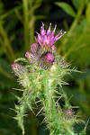 a thistle