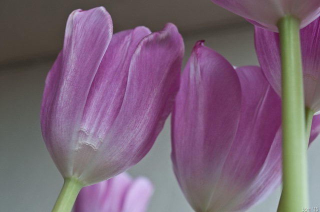 [tulips-2[2].jpg]