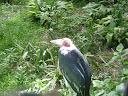 Ashley at the Zoo