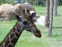 Ashley at the Zoo
