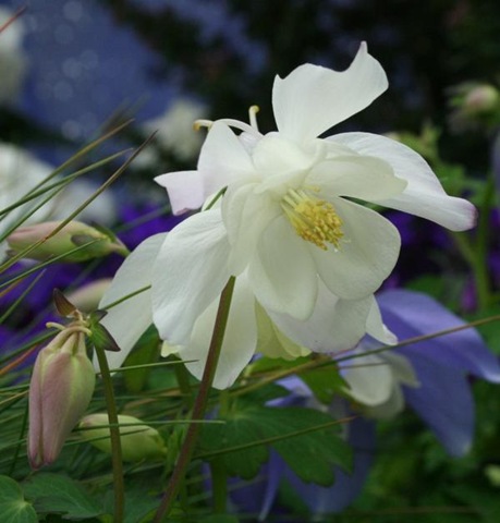 [Aquilegia White - Aquilegia - 'Spring Magic White' - 30cm[2].jpg]
