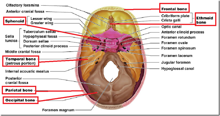Transverse Process Fracture The 5 bones that make up the skull base are:-lh4.ggpht.com