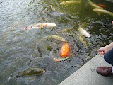 Koi having a feeding frenzy