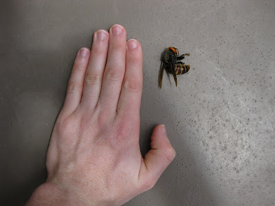 giant japanese bee
