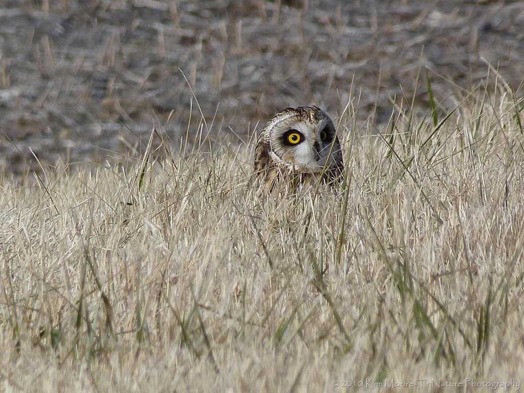 [shortearedowl1[8].jpg]