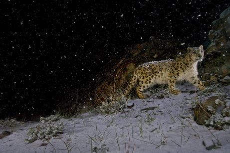 [arabaquarius-snow_leopard[5].jpg]