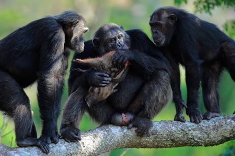 [arabaquarius_chimp_461[5].jpg]