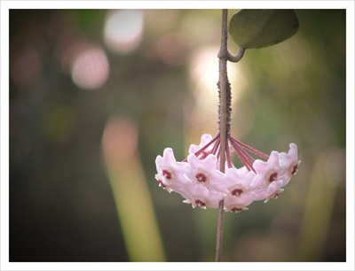 hoya vine