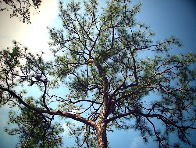 slash pine