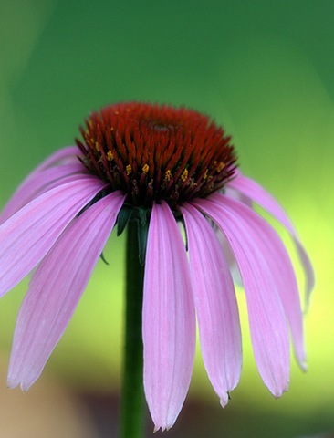 [blomster2[3].jpg]