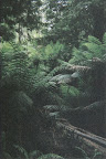 Tropical foliage