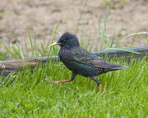 IMAGE: http://lh4.ggpht.com/_RSDQDKPui5k/S-YIDWmQUuI/AAAAAAAAKSY/6pDou5F9650/IMG_4559_A.jpg