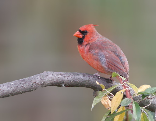 IMAGE: http://lh4.ggpht.com/_RSDQDKPui5k/StUWVQpVBhI/AAAAAAAAG_c/-qeHqrhVK1o/IMG_2138_C.jpg