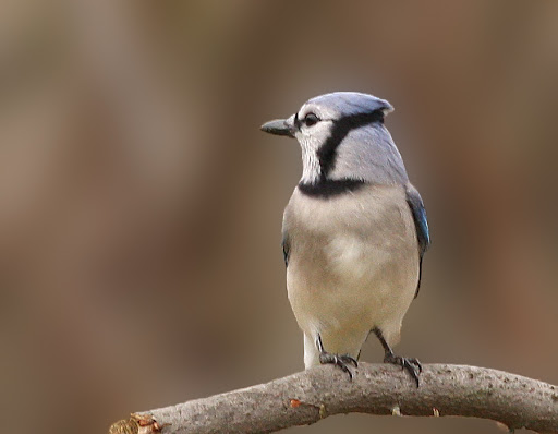 IMAGE: http://lh4.ggpht.com/_RSDQDKPui5k/SwxJMO8nYbI/AAAAAAAAHR4/o9xgOc44fQQ/IMG_3535_A.jpg