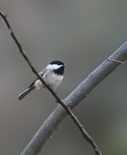 IMAGE: http://lh4.ggpht.com/_RSDQDKPui5k/SxpV_RosLdI/AAAAAAAAHbM/zlHoda8fH7M/IMG_4056_A.jpg