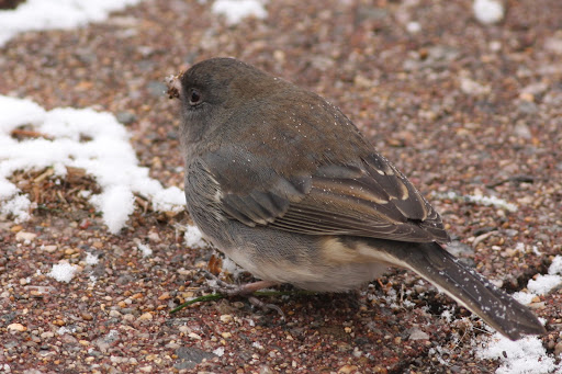 IMAGE: http://lh4.ggpht.com/_RSDQDKPui5k/SzZv7oHXzwI/AAAAAAAAHkY/uFcU-P_FkBY/IMG_4724_A.jpg