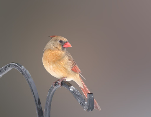 IMAGE: http://lh4.ggpht.com/_RSDQDKPui5k/Szls1XV1hyI/AAAAAAAAHpA/bGvqno--jwU/IMG_4922_A.jpg