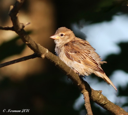 IMAGE: http://lh4.ggpht.com/_RSDQDKPui5k/TDWCunr4HyI/AAAAAAAALkU/flz-PBudLTs/IMG_8676_A.jpg