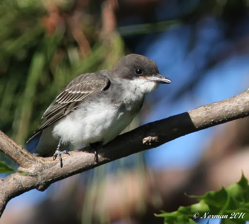 IMAGE: http://lh4.ggpht.com/_RSDQDKPui5k/TFRLuGTLC4I/AAAAAAAAMAw/ANXeWyxSUQo/IMG_0839_A_DxO.jpg