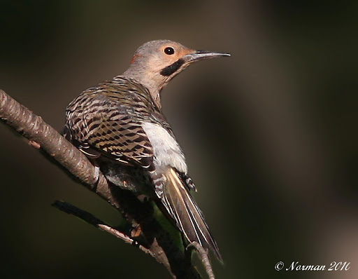 IMAGE: http://lh4.ggpht.com/_RSDQDKPui5k/THwYVou5J6I/AAAAAAAAM5E/UfeeX8k_Ezo/IMG_3214_A.jpg