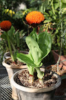 An escape to my greenhouse