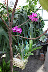 March visit to my greenhouse