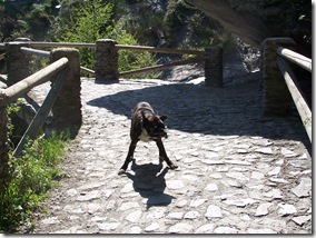 Mi perro uno de los que más disfrutó del viaje...