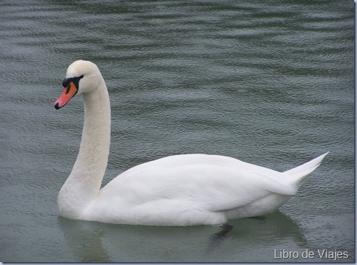 Cisnes en los estanques del Palacio de Schombrum