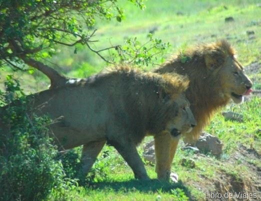 [los reyes del Crater del Ngorongoro...[7].jpg]