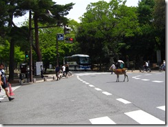 09Japan-Nara 119