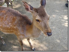 09Japan-Nara 258