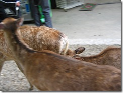 09Japan-Nara 291